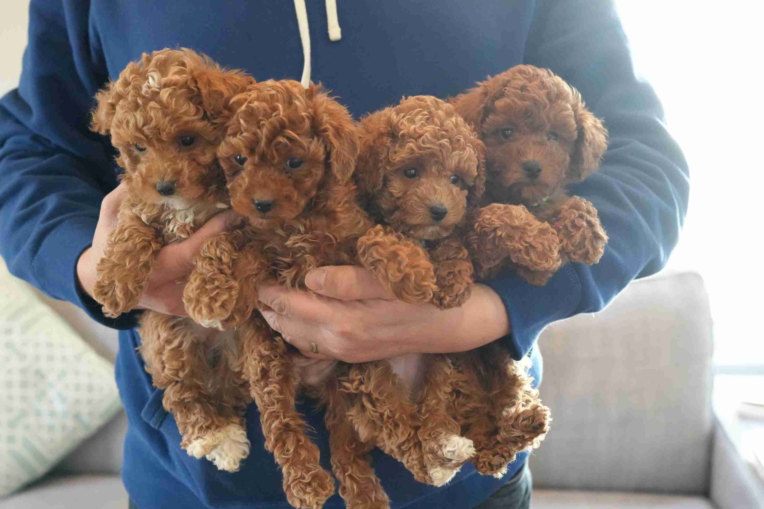 Toy Poodle Family Dog