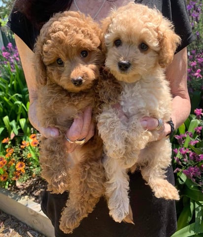 Happy Toy Poodle puppy