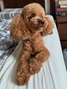 Toy Poodle Father