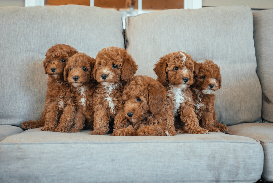 Toy Poodles raised in a loving home