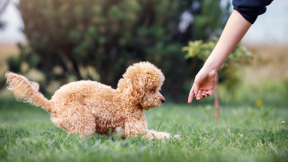 Toy Poodle obedience training