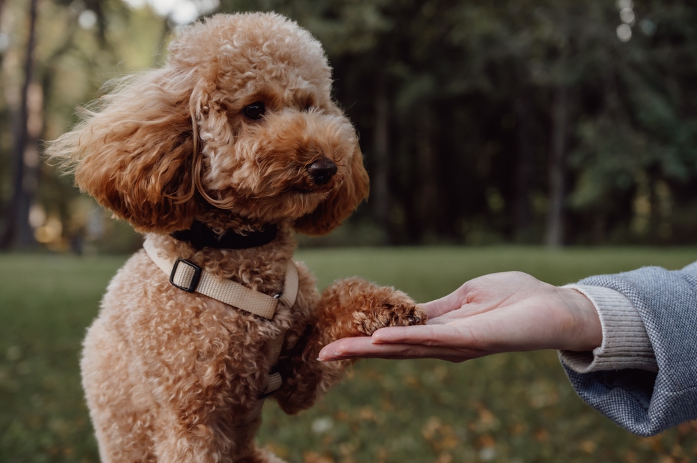 Toy Poodle learning commands