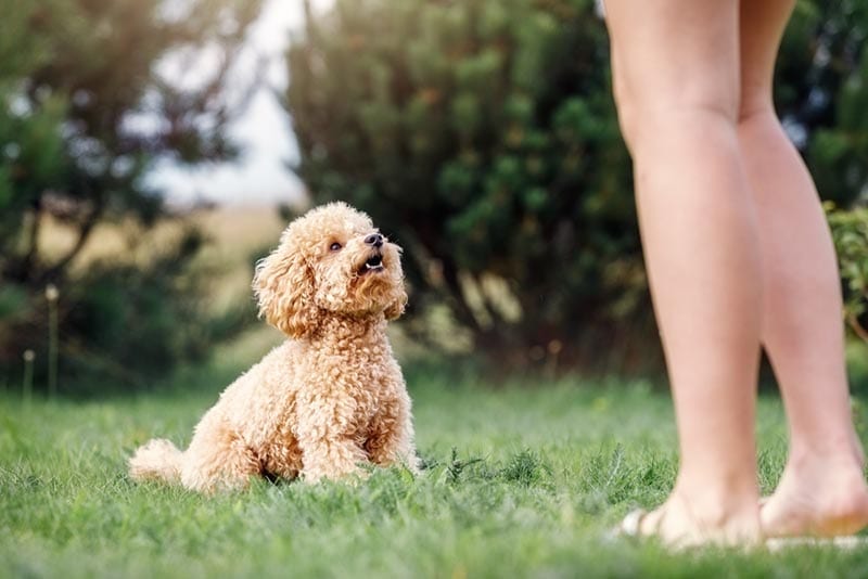 Toy Poodle socialization