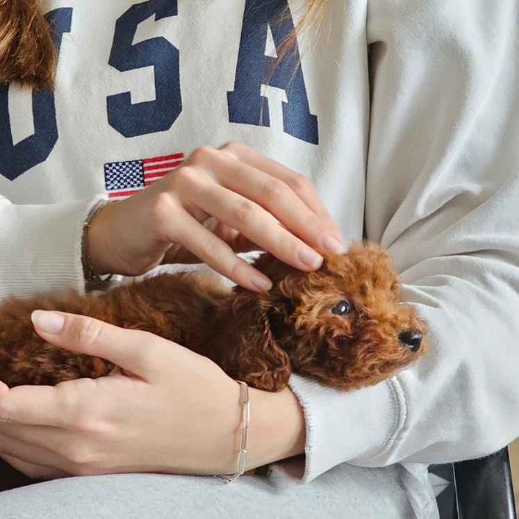 Toy Poodle Breeder