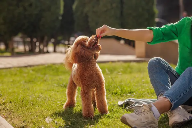 Toy Poodle puppy training
