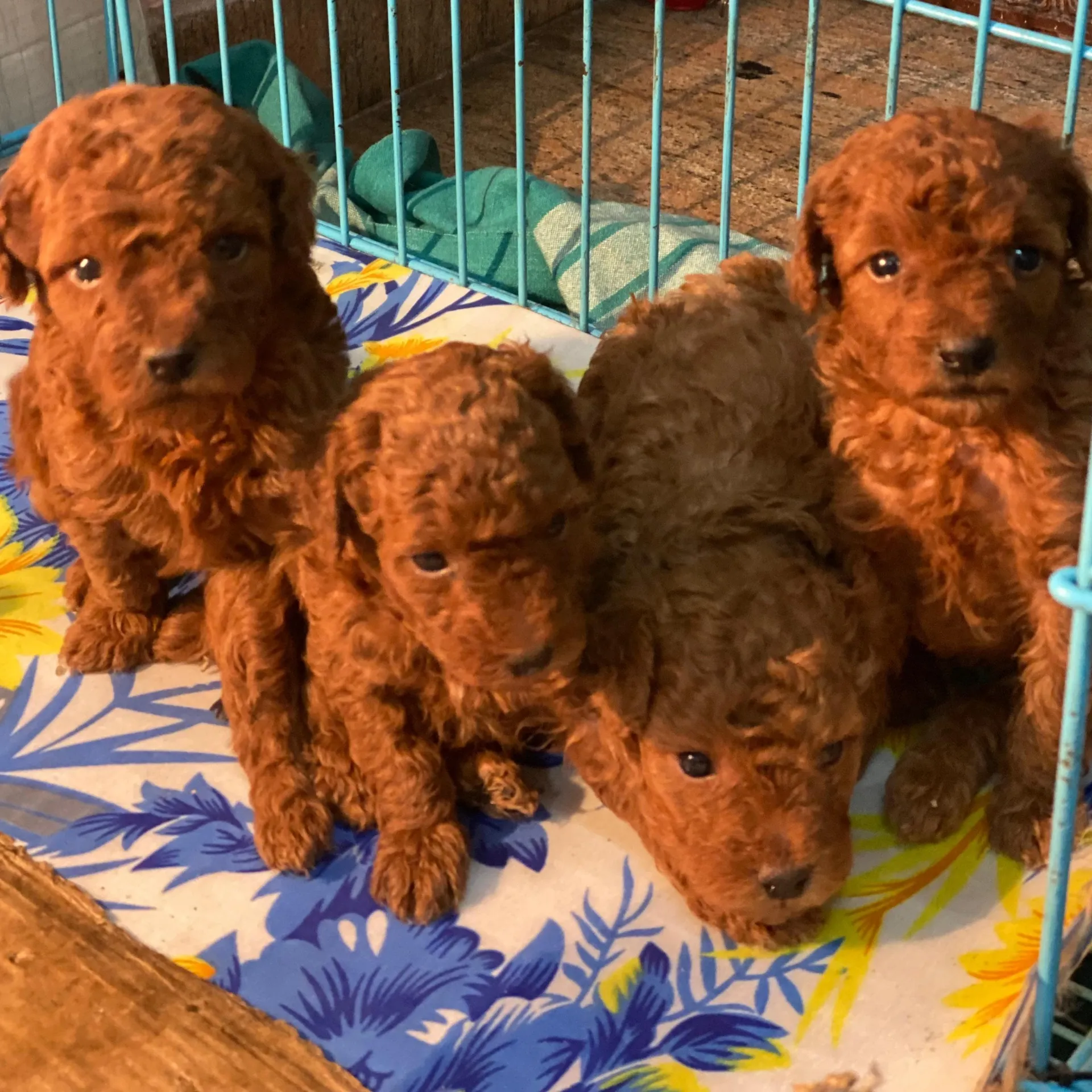 Toy Poodle puppies raised in a loving home