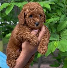 Toy Poodle puppies playing