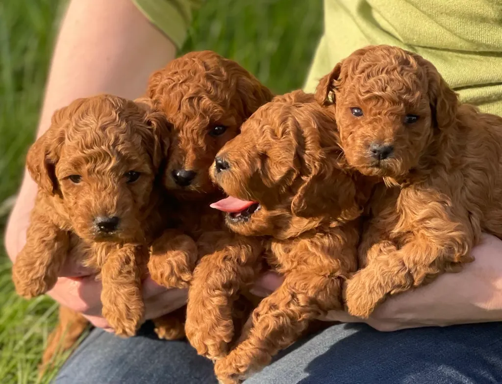 Toy Poodle Grooming