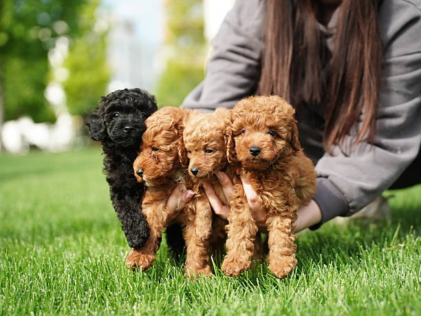 Toy Poodle Puppy