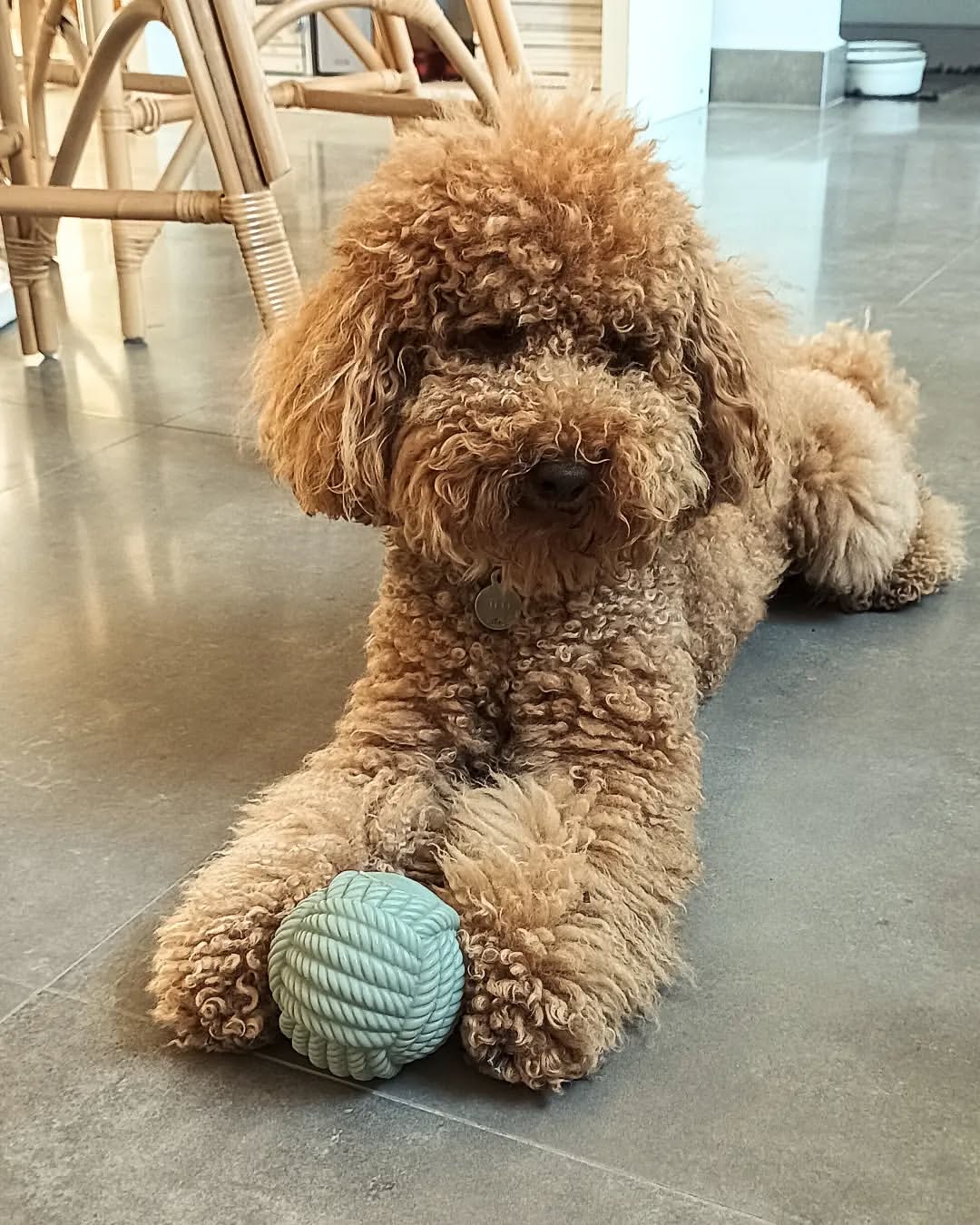 Toy Poodle Puppy