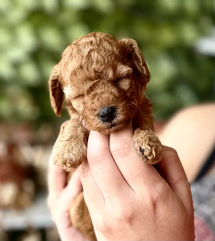 Toy Poodle Personality
