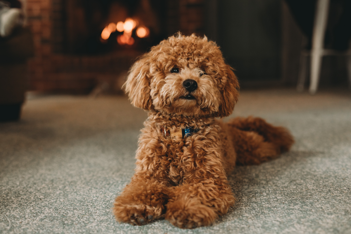 Toy Poodle Mother