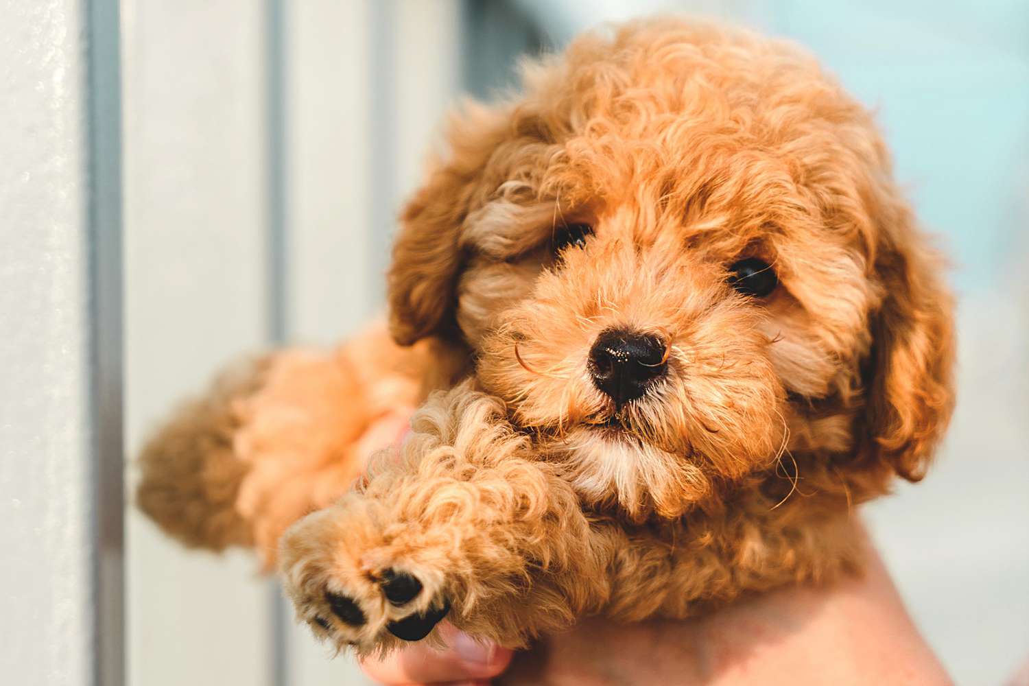 Toy Poodle Puppies for Adoption
