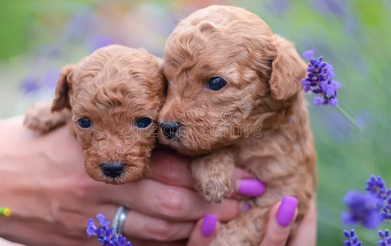 Toy Poodle Size